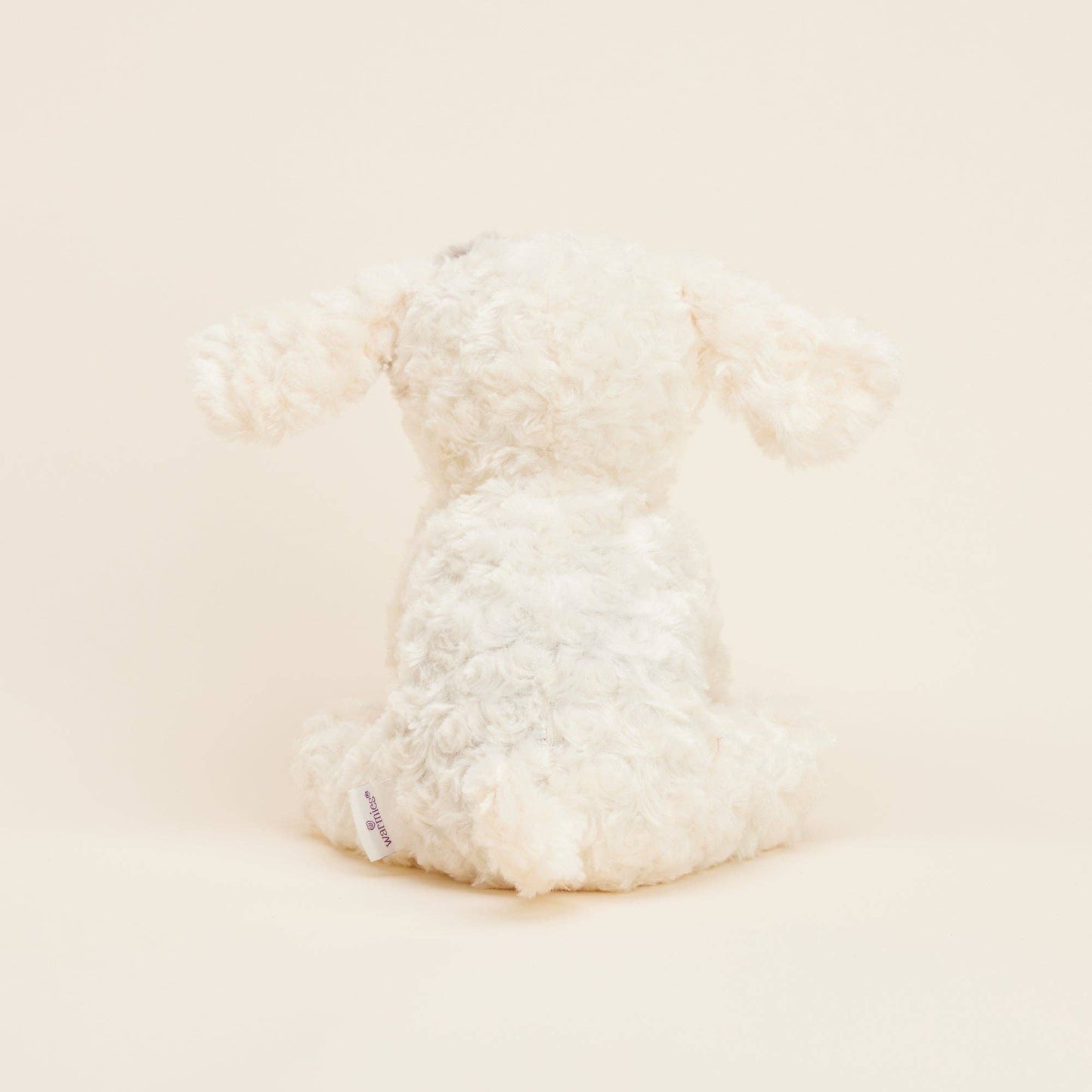 Close-up of a fluffy white dog on a light beige background