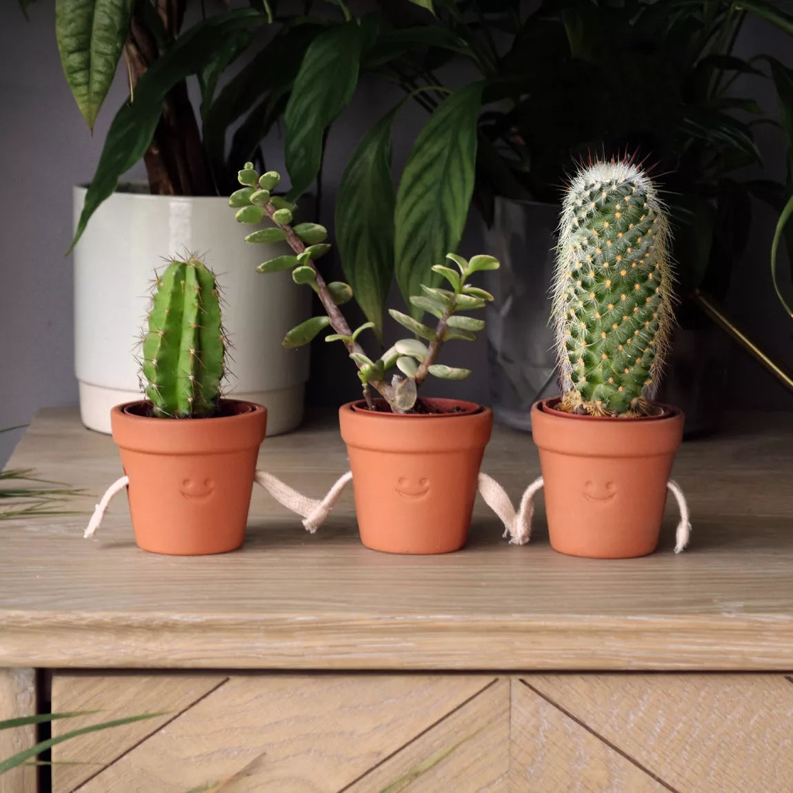 Hand Holding Succulent Pots