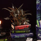 Stacked Book Planter, Sleepy Hollow