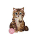 Brown Cat Patch